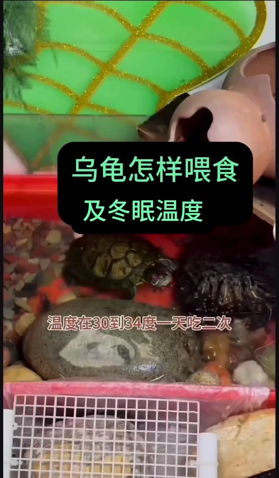 小乌龟多久喂一次